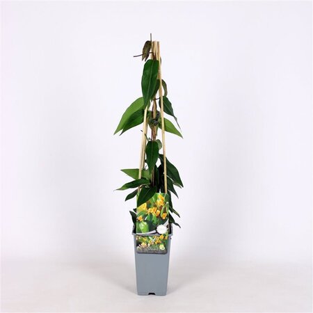 Lonicera henryi 'Copper Beauty' 70 cm vierkant 2L