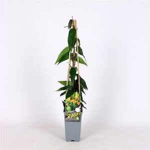 Lonicera henryi 'Copper Beauty' 70 cm vierkant 2L