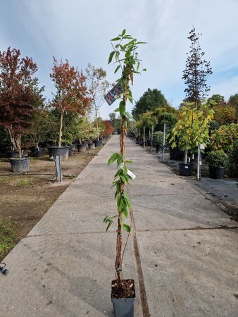 Lonicera henryi 150-175 cm cont. 5,0L - afbeelding 6