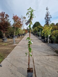 Lonicera henryi 150-175 cm cont. 5,0L - afbeelding 6