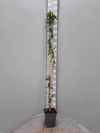 Lonicera henryi 150-175 cm cont. 5,0L - afbeelding 6