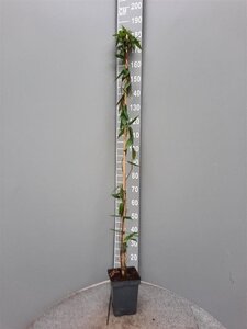 Lonicera henryi 150-175 cm cont. 5,0L - afbeelding 6