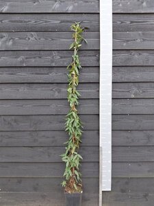 Lonicera henryi 150-175 cm cont. 5,0L - afbeelding 4