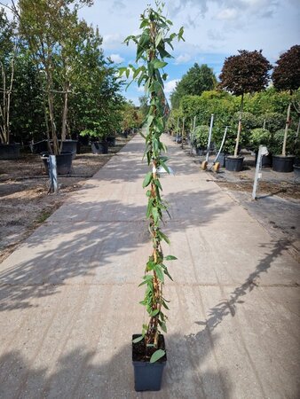 Lonicera henryi 150-175 cm cont. 5,0L - afbeelding 3