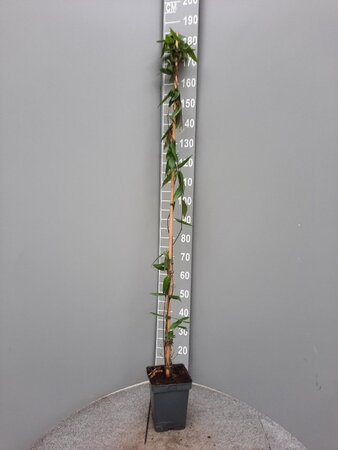 Lonicera henryi 150-175 cm cont. 5,0L - afbeelding 4