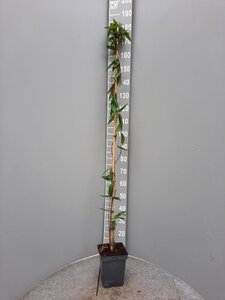 Lonicera henryi 150-175 cm cont. 5,0L - afbeelding 4