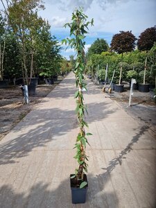 Lonicera henryi 150-175 cm cont. 5,0L - afbeelding 5