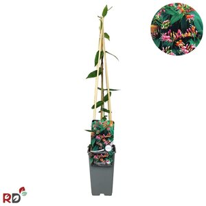 Lonicera henryi 70 cm vierkant 2L - afbeelding 2