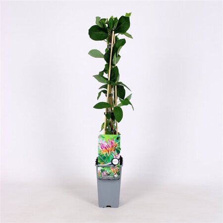 Lonicera heckr. 'Goldflame' 70 cm vierkant 2L
