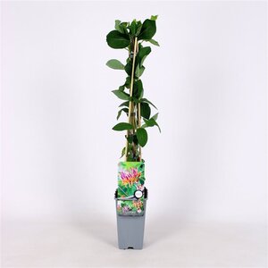 Lonicera heckr. 'Goldflame' 70 cm vierkant 2L