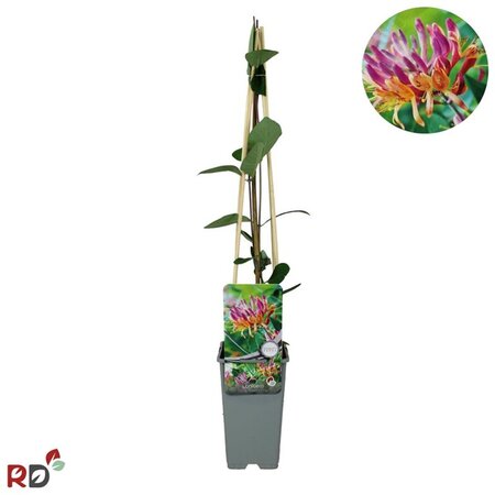 Lonicera heckr. 'Goldflame' 70 cm vierkant 2L - afbeelding 2