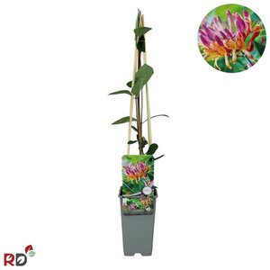 Lonicera heckr. 'Goldflame' 70 cm vierkant 2L - afbeelding 2