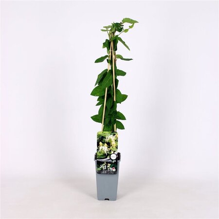 Lonicera jap. 'Halliana' 70 cm vierkant 2L