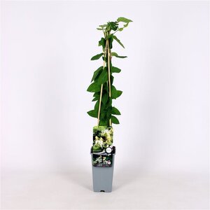 Lonicera jap. 'Halliana' 70 cm vierkant 2L