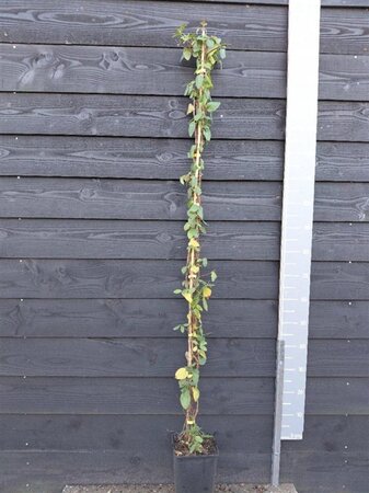 Lonicera jap. 'Hall's Prolific' 150-175 cm cont. 5,0L - afbeelding 1