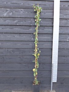 Lonicera jap. 'Hall's Prolific' 150-175 cm cont. 5,0L