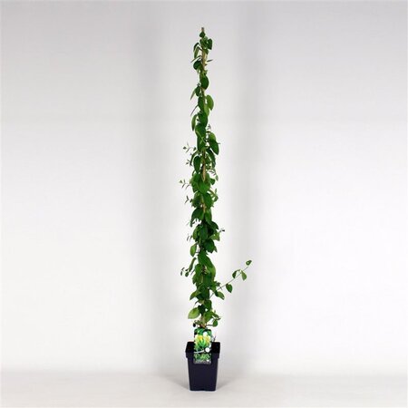 Lonicera jap. 'Hall's Prolific' 150-175 cm cont. 5,0L
