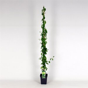 Lonicera jap. 'Hall's Prolific' 150-175 cm cont. 5,0L