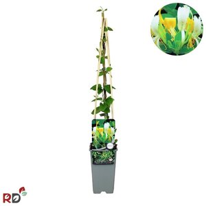 Lonicera jap. 'Hall's Prolific' 70 cm vierkant 2L - afbeelding 2