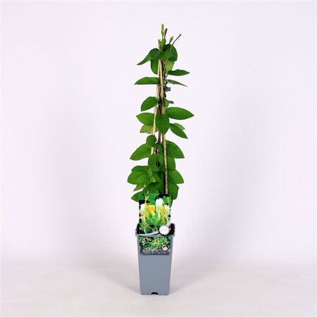 Lonicera jap. 'Hall's Prolific' 70 cm vierkant 2L