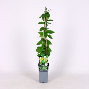 Lonicera jap. 'Hall's Prolific' 70 cm vierkant 2L