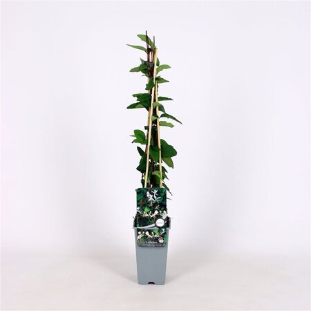 Lonicera jap. 'Red World' 70 cm vierkant 2L