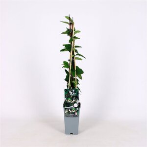 Lonicera jap. 'Red World' 70 cm vierkant 2L