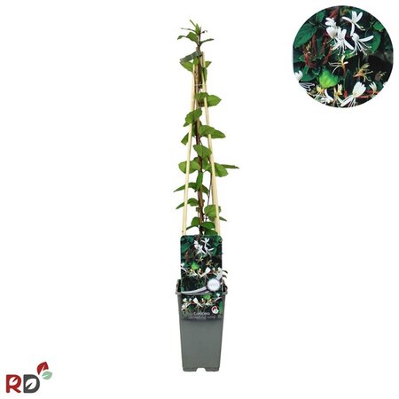 Lonicera jap. 'Red World' 70 cm vierkant 2L - afbeelding 2