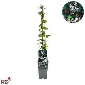 Lonicera jap. 'Red World' 70 cm vierkant 2L - afbeelding 2