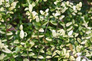 Lonicera nit. 'Baggesen's Gold' 20-30 cm cont. 2,0L