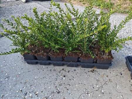 Lonicera nit. 'Elegant' 15-20 cm 0,55L/P9cm - afbeelding 2