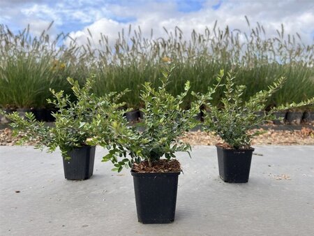 Lonicera nit. 'Elegant' 15-20 cm 0,55L/P9cm - afbeelding 1