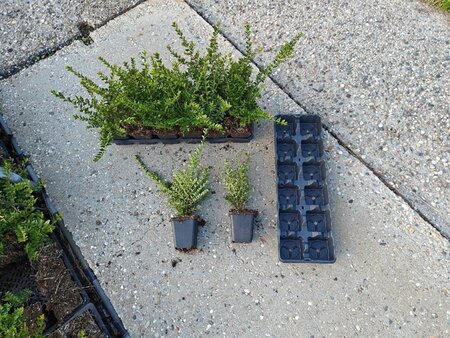 Lonicera nit. 'Elegant' 15-20 cm 0,55L/P9cm - afbeelding 3