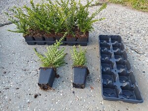 Lonicera nit. 'Elegant' 15-20 cm 0,55L/P9cm - afbeelding 4