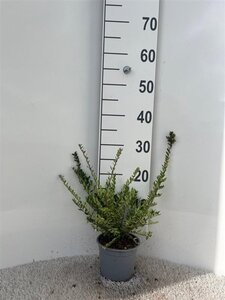 Lonicera nit. 'Elegant' 20-30 cm cont. 1,3L