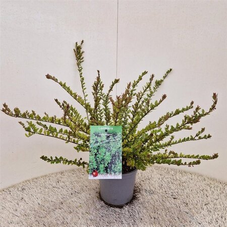 Lonicera nit. 'Elegant' 30-40 cm cont. 1,5L - afbeelding 6