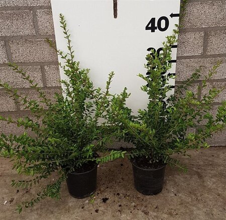 Lonicera nit. 'Elegant' 30-40 cm cont. 1,5L - afbeelding 5