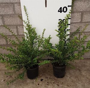 Lonicera nit. 'Elegant' 30-40 cm cont. 1,5L - afbeelding 5