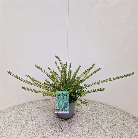 Lonicera nit. 'Elegant' 30-40 cm cont. 1,5L - afbeelding 4