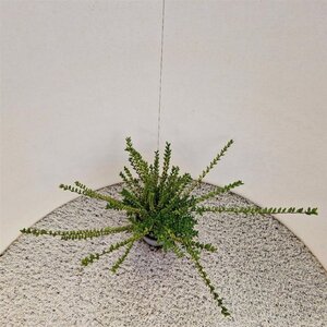 Lonicera nit. 'Elegant' 30-40 cm cont. 1,5L - afbeelding 3