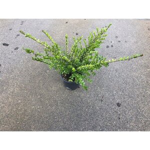 Lonicera nit. 'Elegant' 30-40 cm cont. 1,5L - afbeelding 6