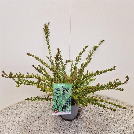 Lonicera nit. 'Elegant' 30-40 cm cont. 1,5L - afbeelding 7