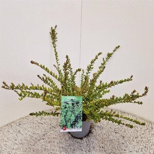 Lonicera nit. 'Elegant' 30-40 cm cont. 1,5L - afbeelding 7