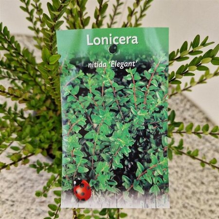 Lonicera nit. 'Elegant' 30-40 cm cont. 1,5L - afbeelding 2