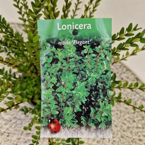 Lonicera nit. 'Elegant' 30-40 cm cont. 1,5L - afbeelding 2