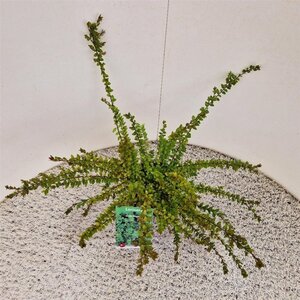 Lonicera nit. 'Elegant' 30-40 cm cont. 1,5L - afbeelding 9