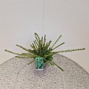 Lonicera nit. 'Elegant' 30-40 cm cont. 1,5L - afbeelding 10