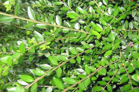 Lonicera nit. 'Elegant' 30-40 cm wortelgoed - afbeelding 1