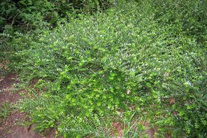 Lonicera nit. 'Elegant' 40-50 cm cont. 3,0L - afbeelding 2