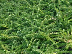 Lonicera nit. 'Ernest Wilson' 80-100 cm cont. 10L - afbeelding 2